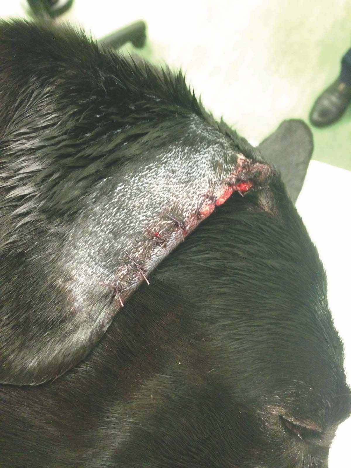 types of dog wounds ear injury