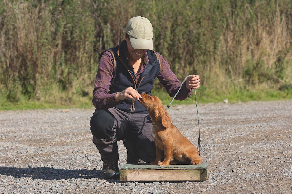 training dog on lead