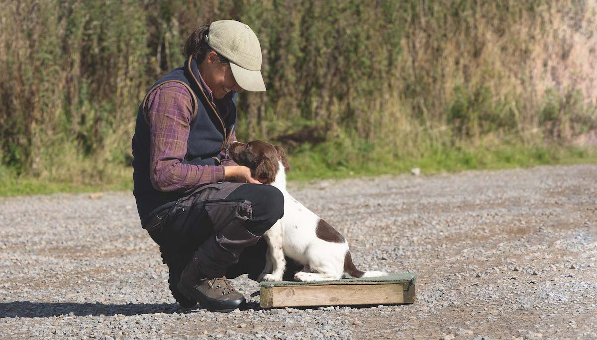 spaniel being trained on placeboard