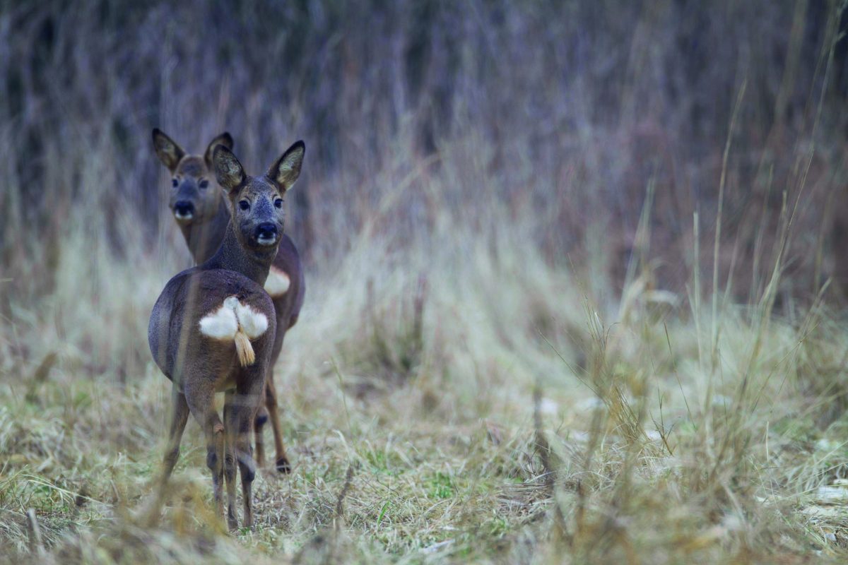 The fieldcraft needed to manage deer populations