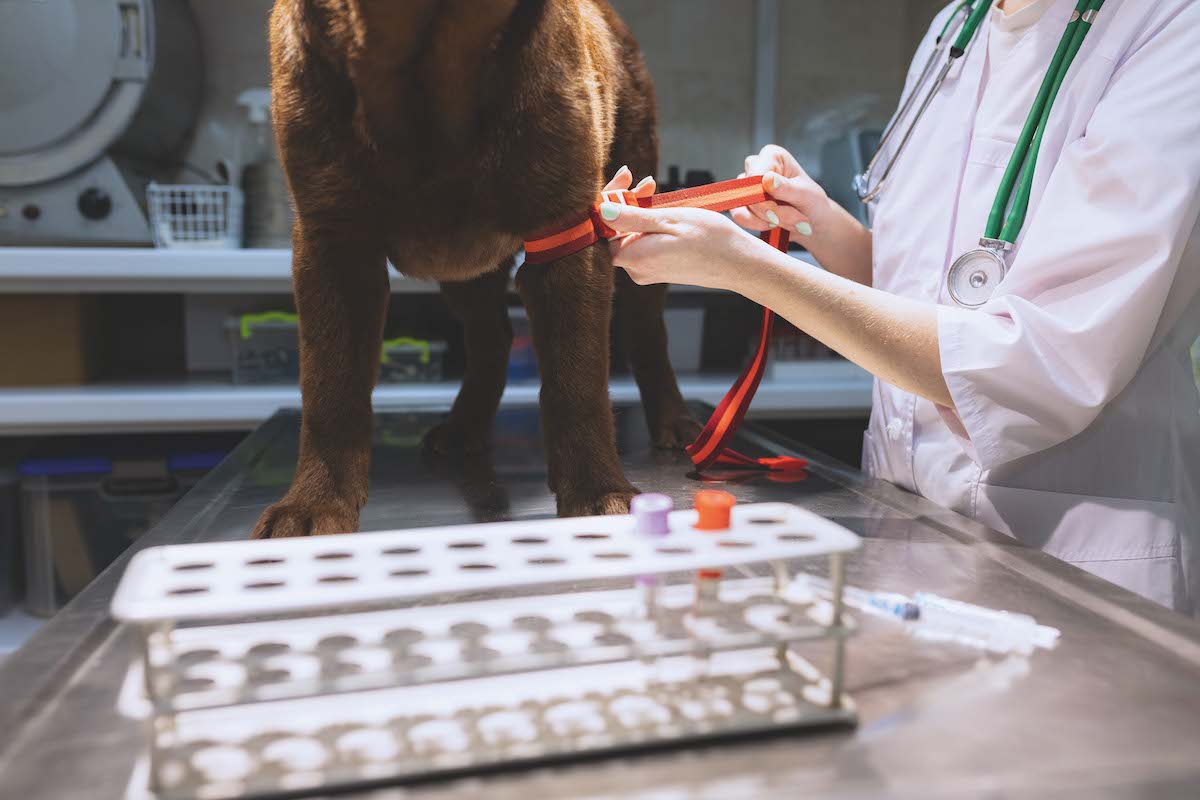 performing blood test on dog 