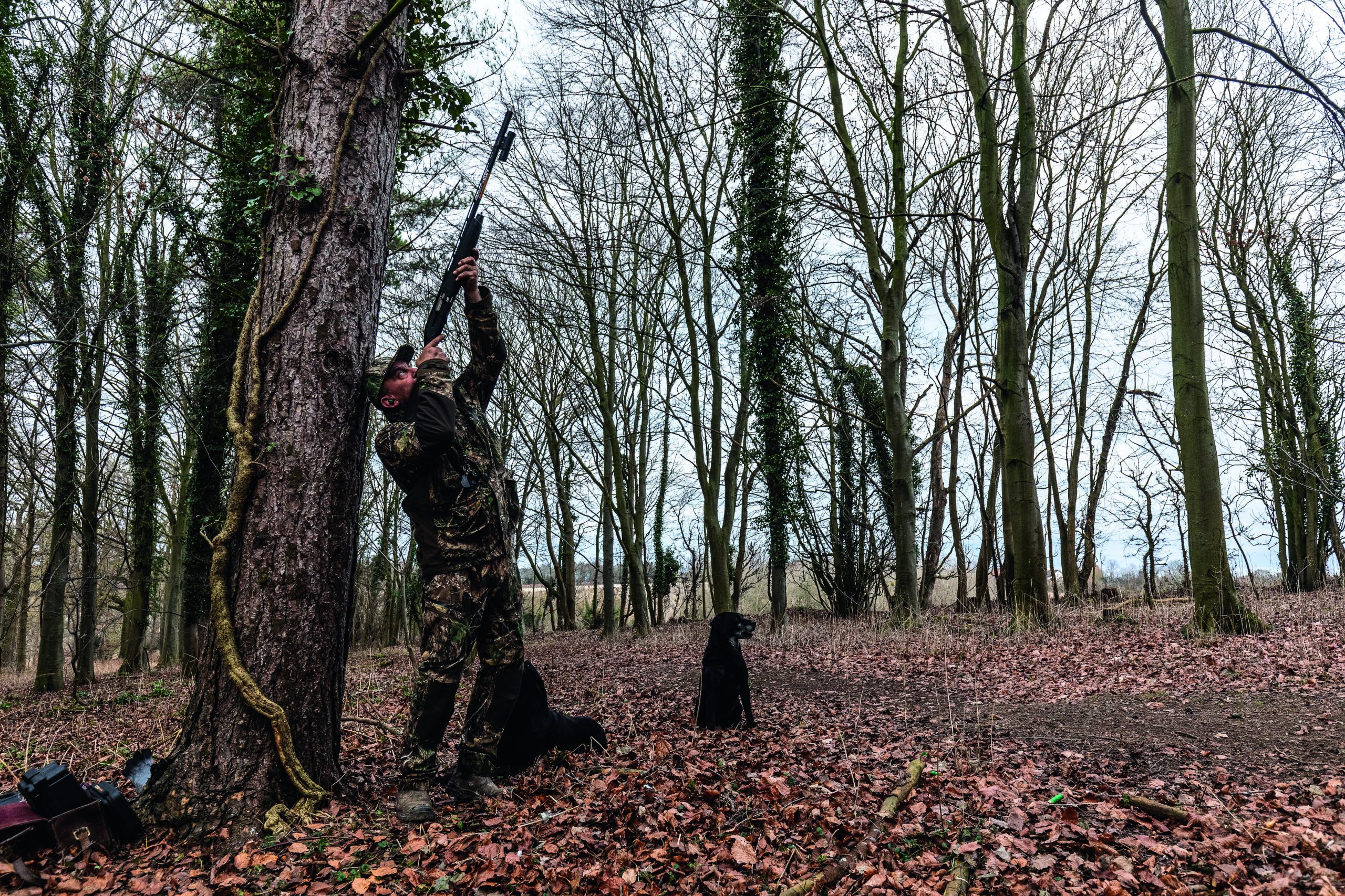 roost shoot