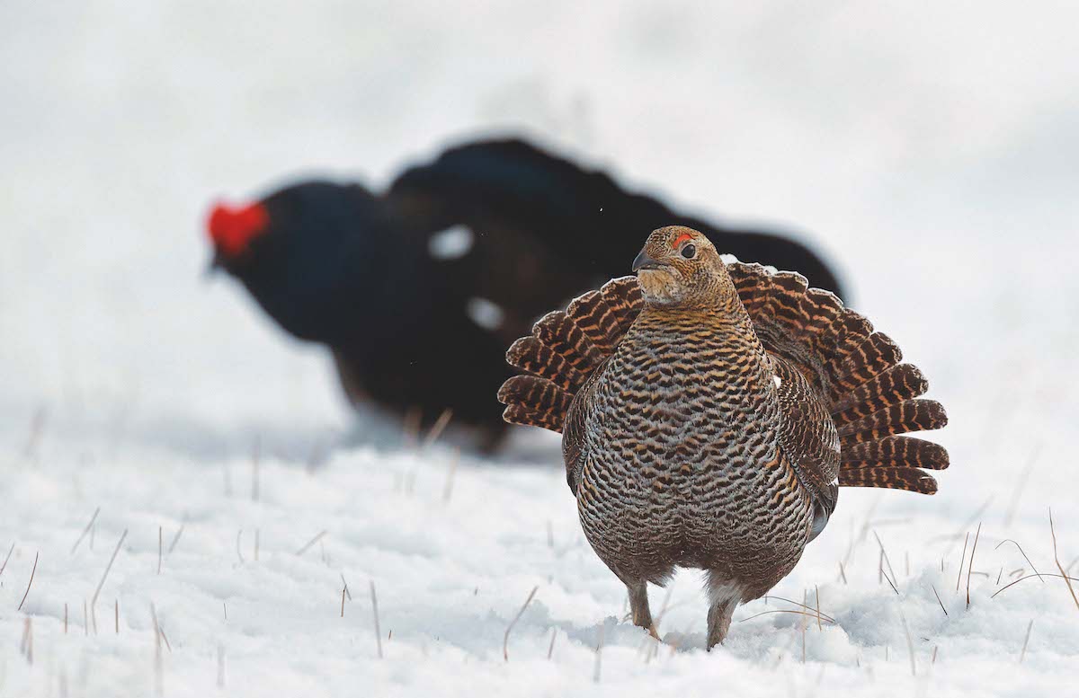 greyhen and blackcock