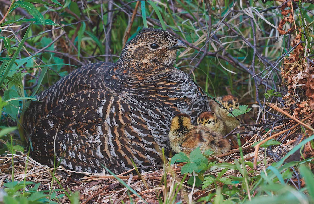 greyhen 