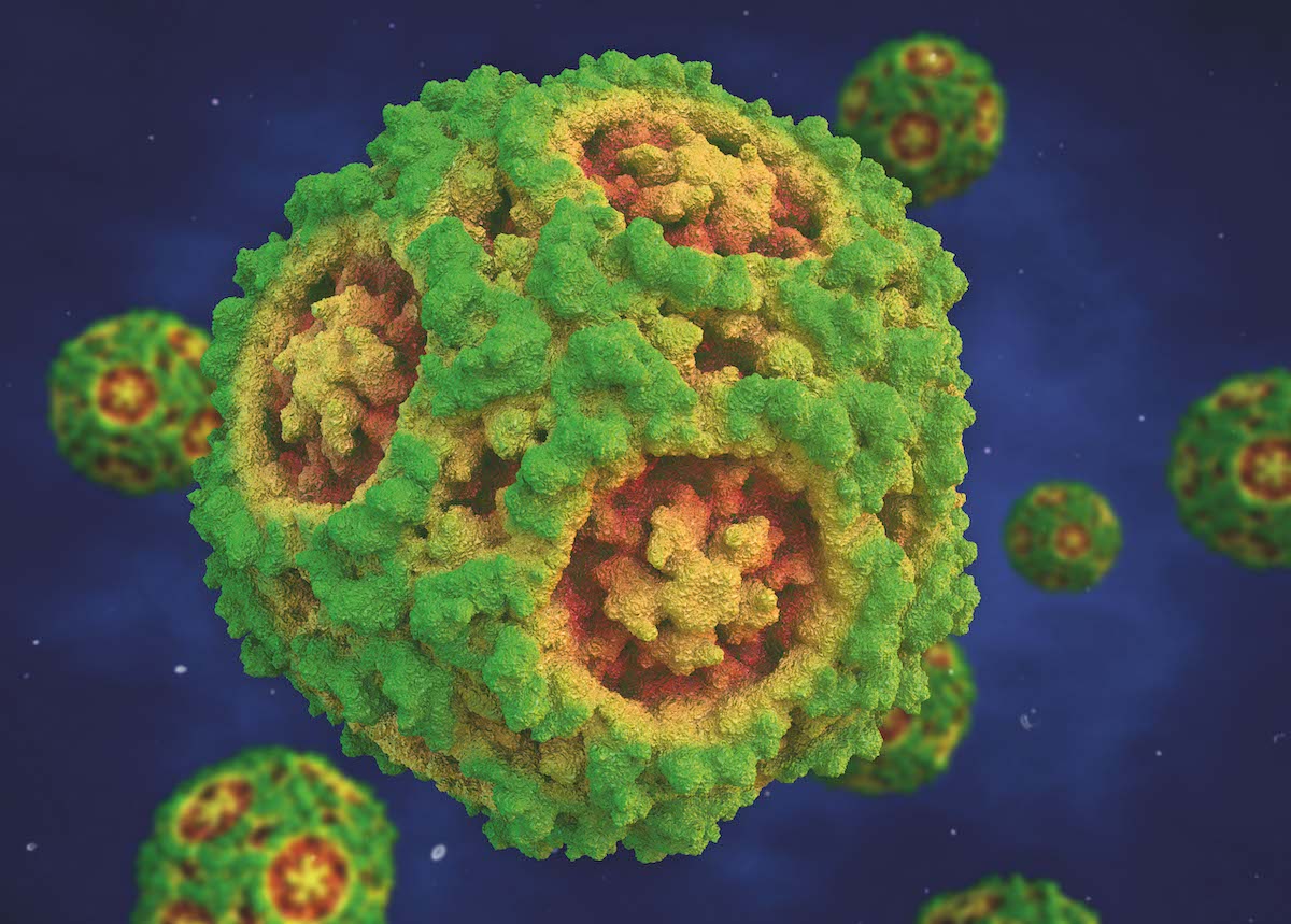 Canine parvoviruses