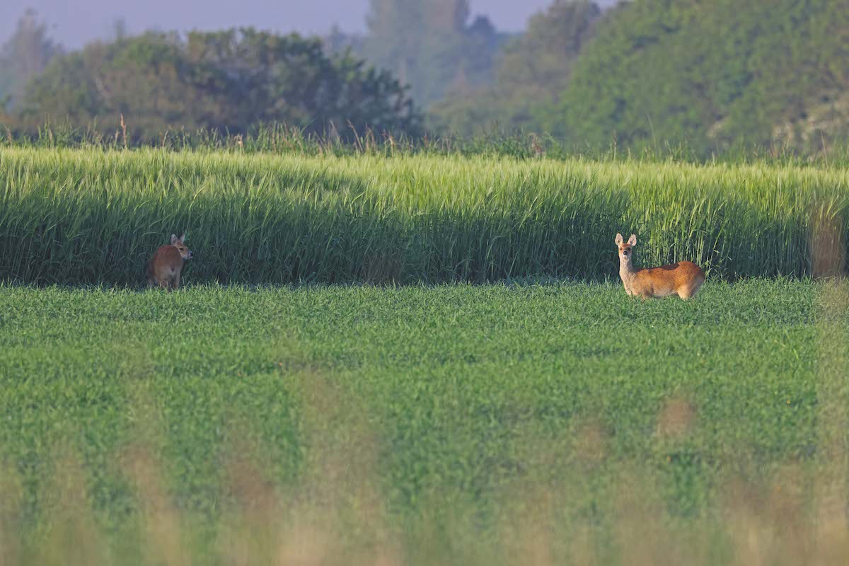 Best deerstalking calibre: how to choose what is right for you
