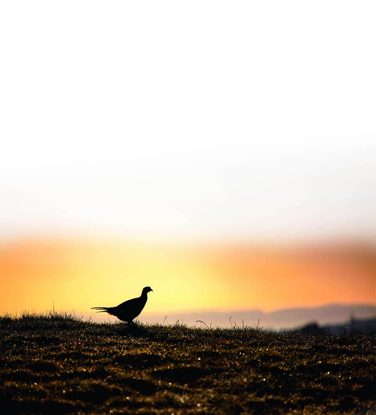 How you can fight against proposals to ban release of gamebirds in Wales (and ultimately rest of UK)