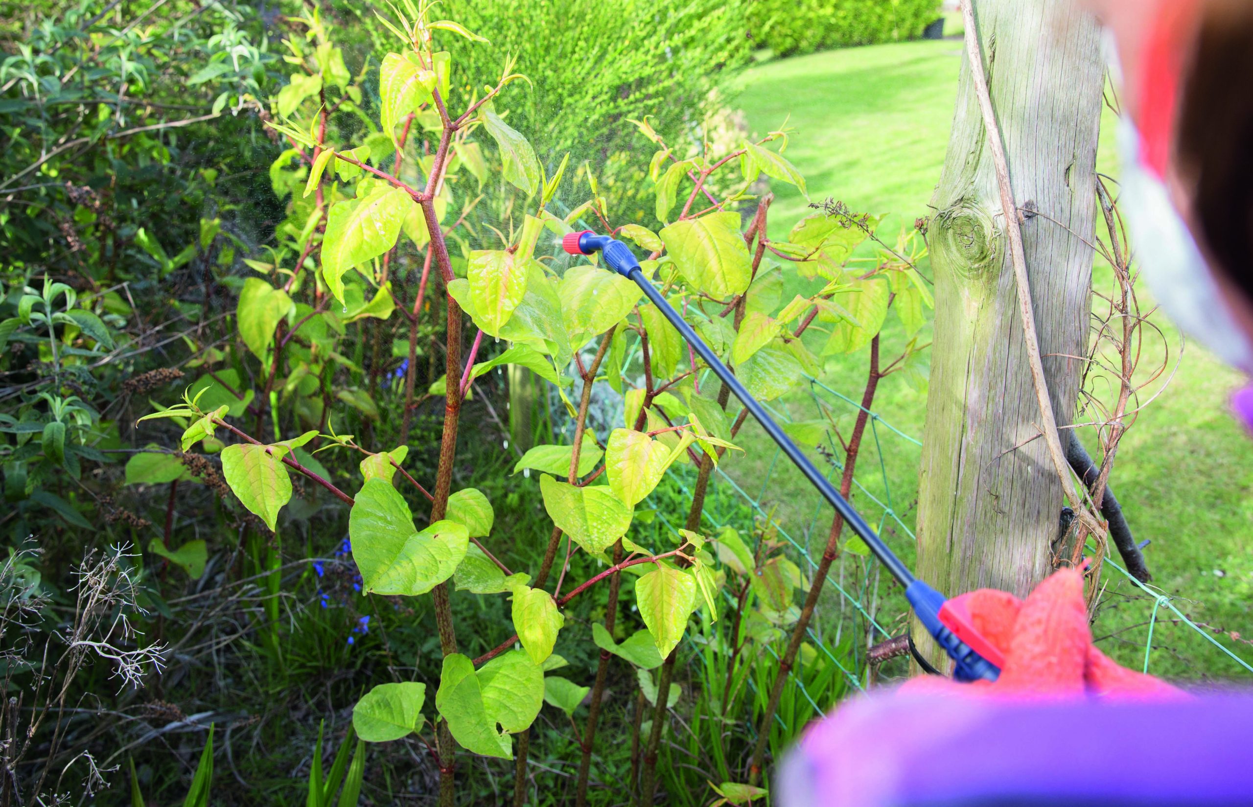 Japanese knotweed