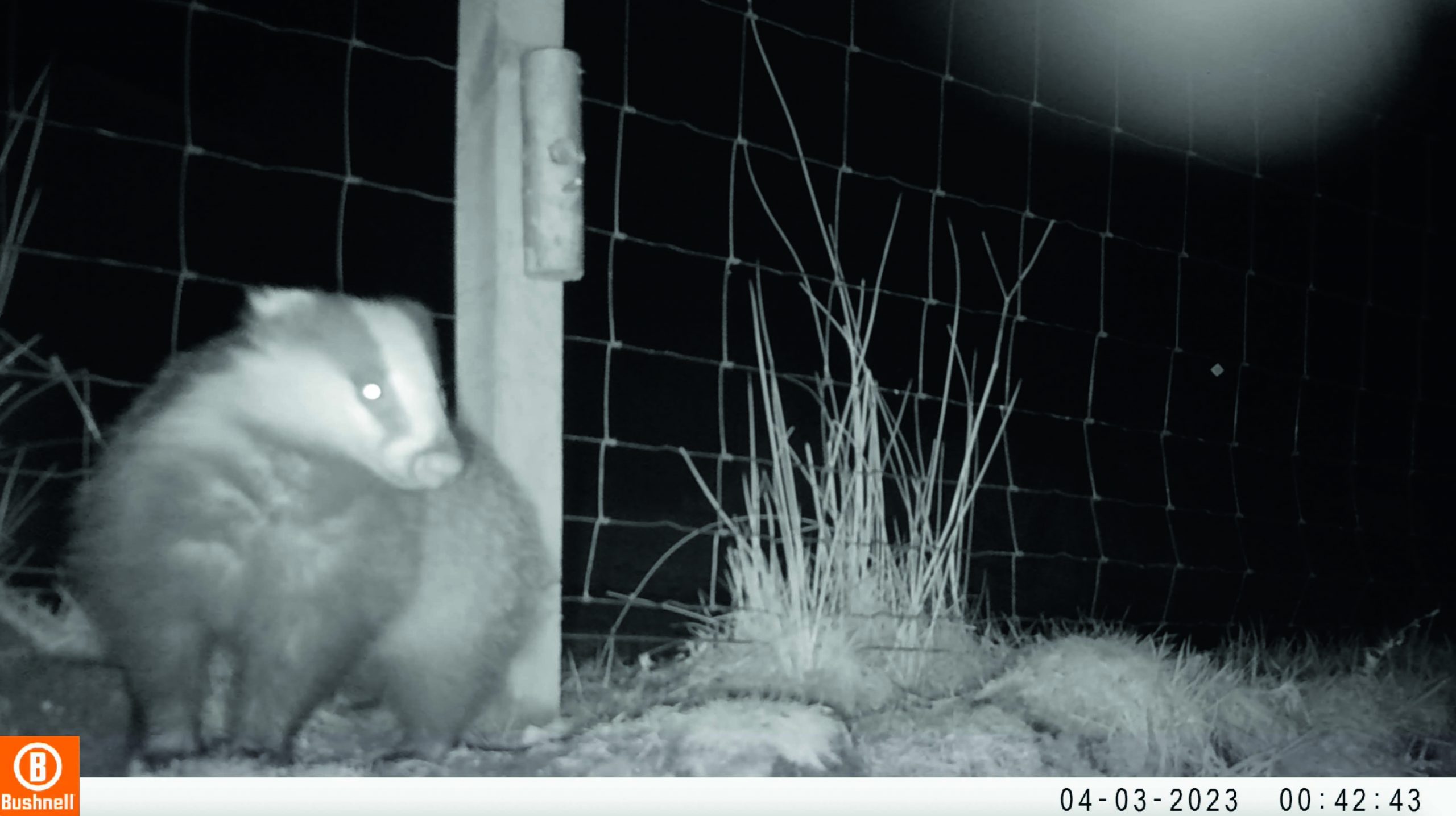 trail cameras