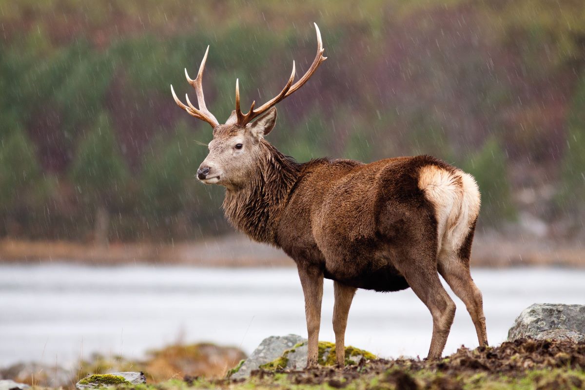 Scottish government is wasting a &#8216;national asset&#8217; warns vice chairman of Scottish Gamekeepers Association