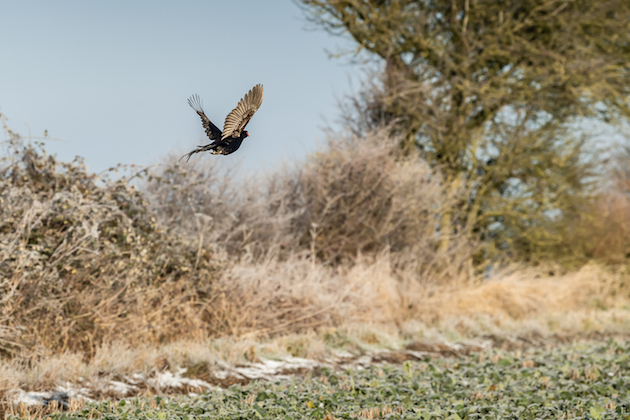 Reports of extent to which game bird releases will be reduced are exaggerated, say shooting bodies