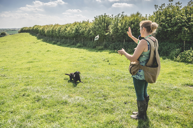 postive dog training