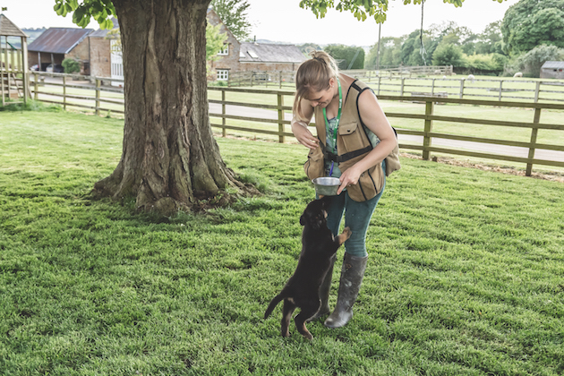 Puppy training