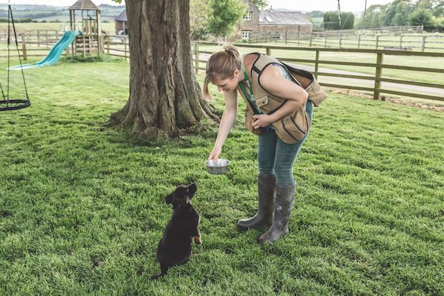 puppy training