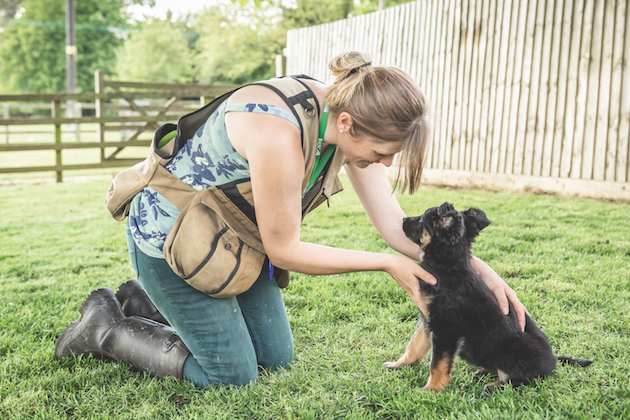 Teaching a puppy to sit