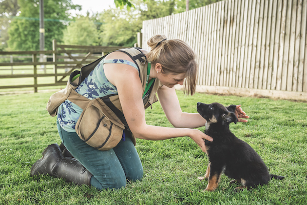 accentuate the positive when dog training 