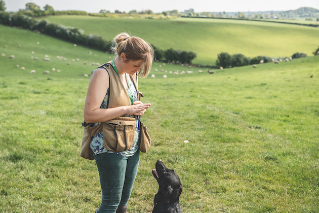 gundog training