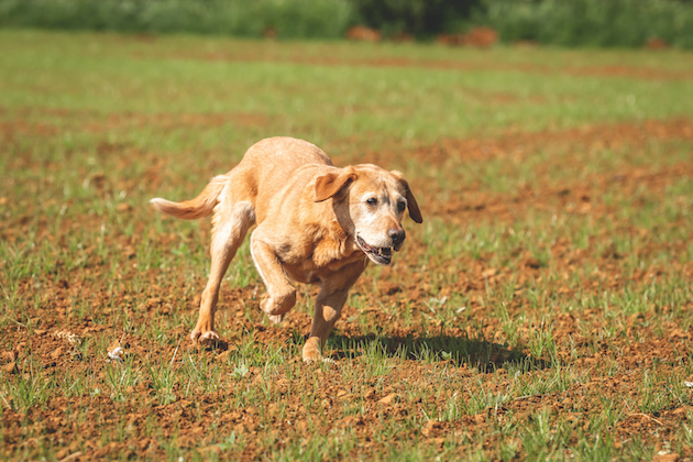 Semi-retired Labrador