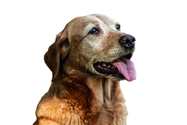 semi-retired dogs