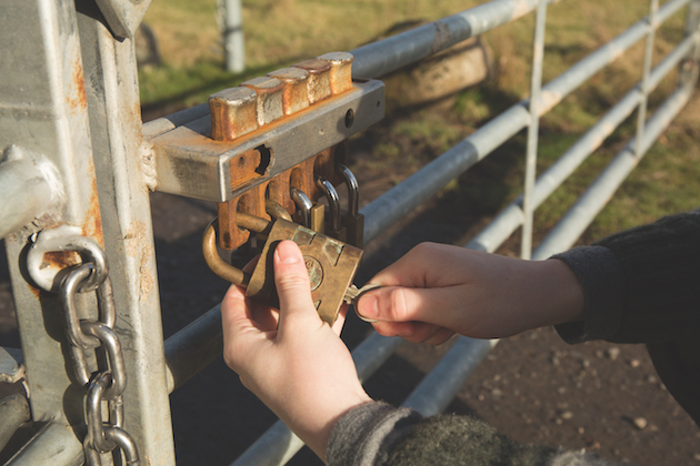 Padlock on farm gate