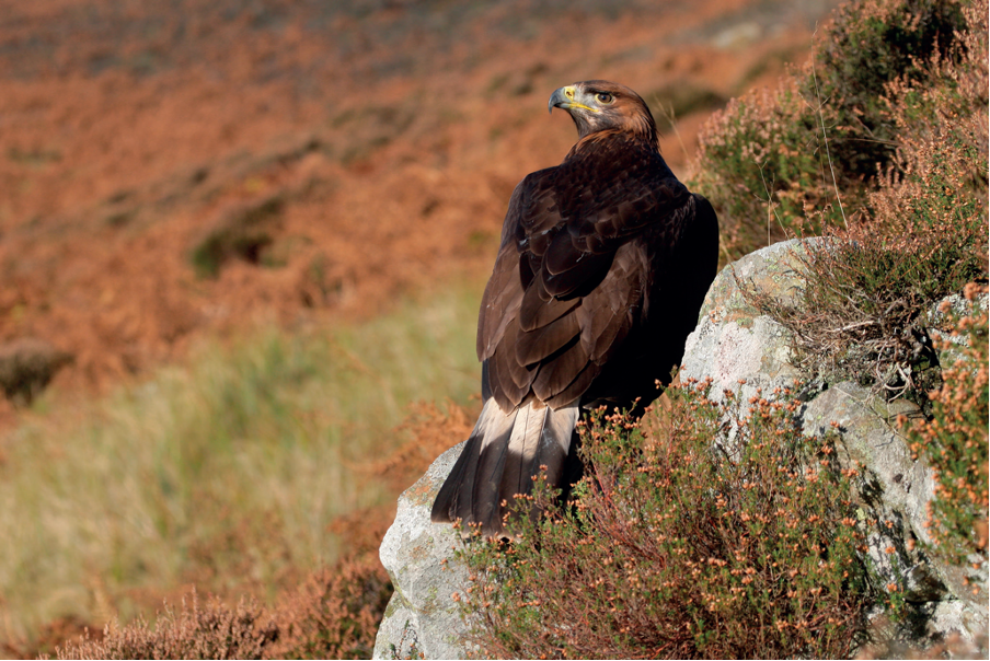 Tingay seizes eagle turbine death to attack keepers