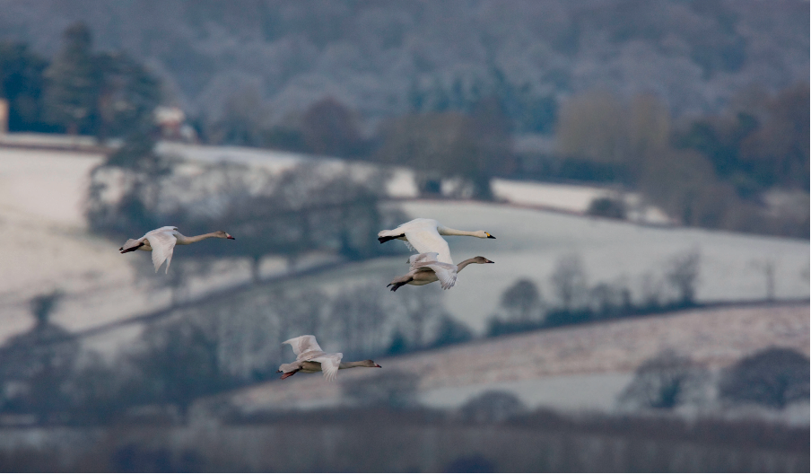 It’s a bleak outlook as migrant birds stay put
