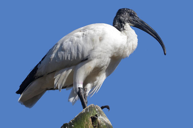 Sacred Ibis