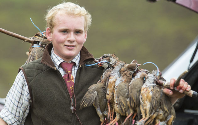 Llandinam shoot: Pheasant and partridge shooting in Powys