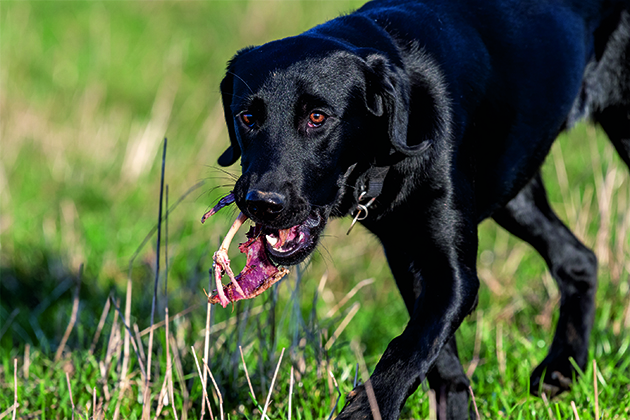 How can I treat my gundog&#8217;s diarrhoea? What causes it?