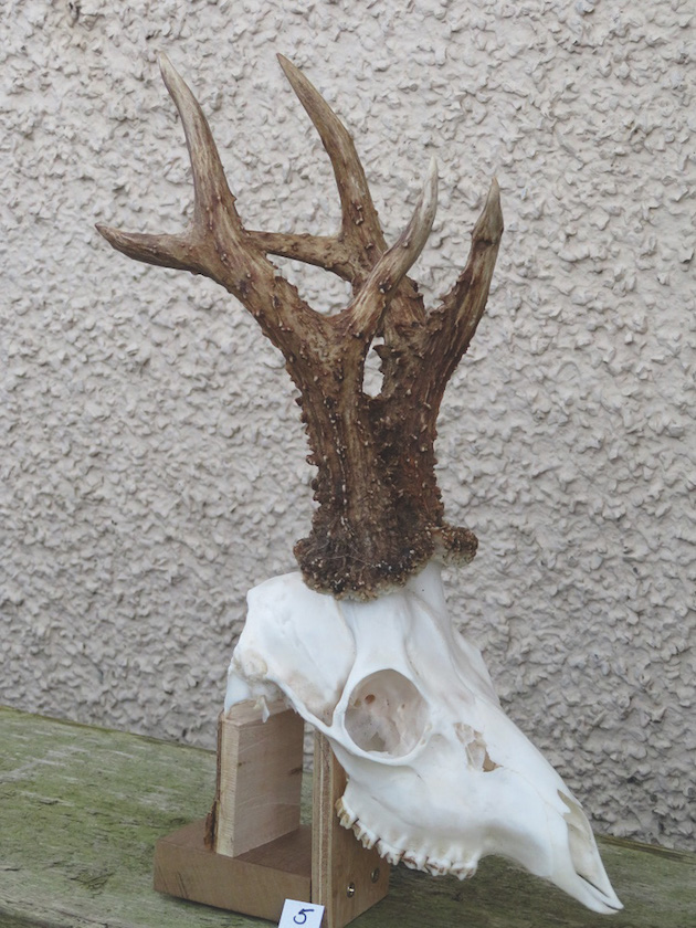 Roe deer skull