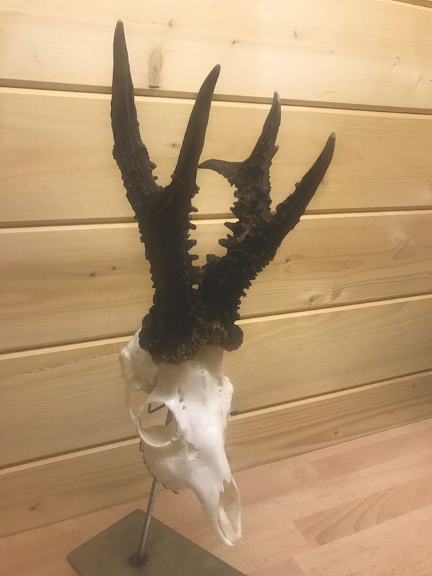Roe trophy 