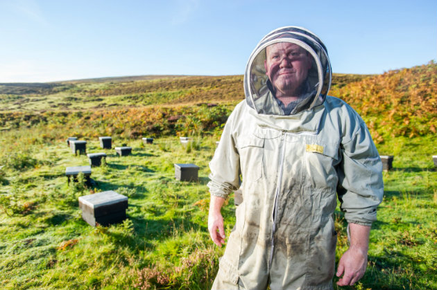 Managed heather moorland helps Scottish honeybees thrive