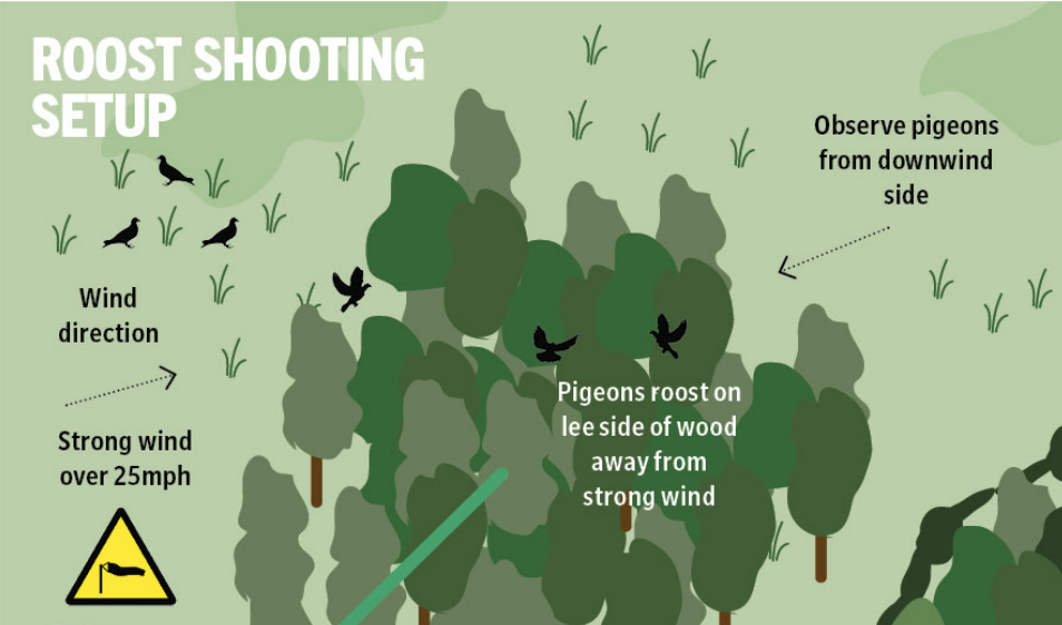 pigeon roost shooting set up 