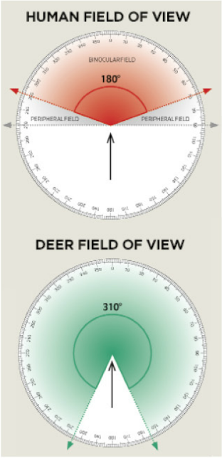deer field of view 