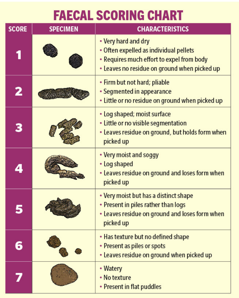 diarrhoea in dogs 