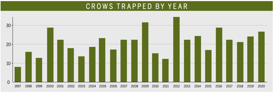 Crows trapped by year
