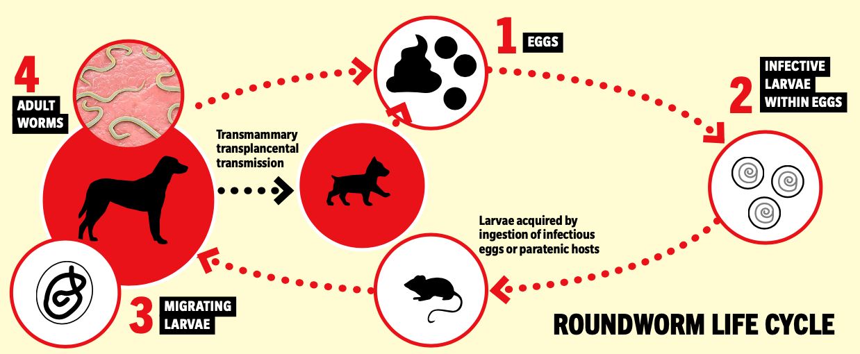 worming working dogs 