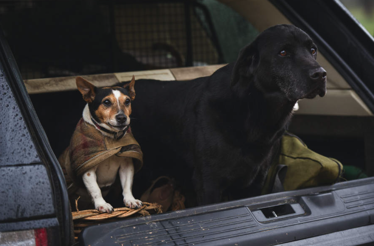 What is the difference between working dog food and companion dog food?