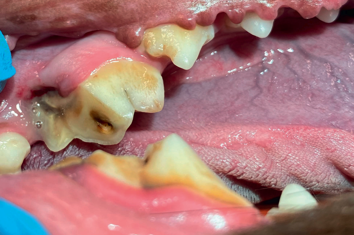 Tooth fracture in dog