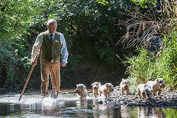 Sealyham terriers 