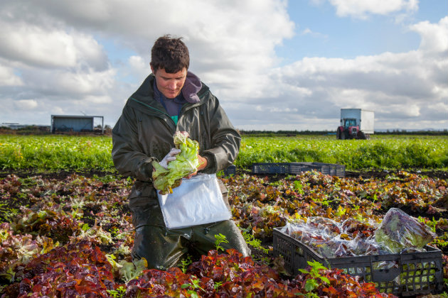 seasonal agricultural worker 