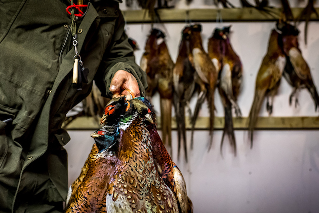 selling game pheasants
