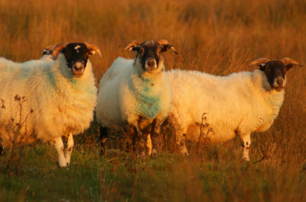 sheep in Scotland 