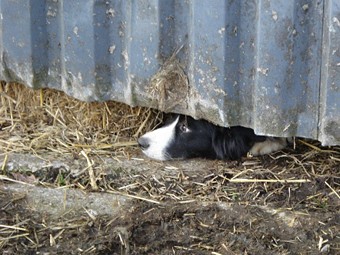 Bobtail now &#8216;vulnerable&#8217;