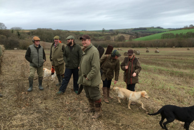 shooting pheasant on stubble 