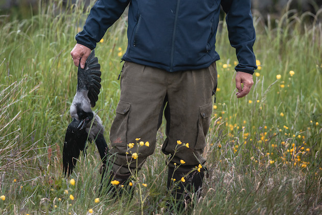 Shooting crows with rifles