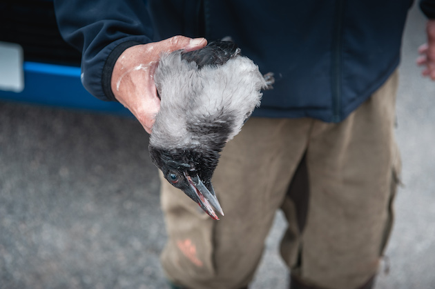 crow control