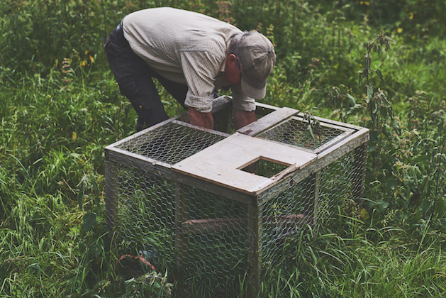 Larsen trap