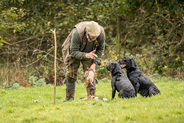 gundogs 