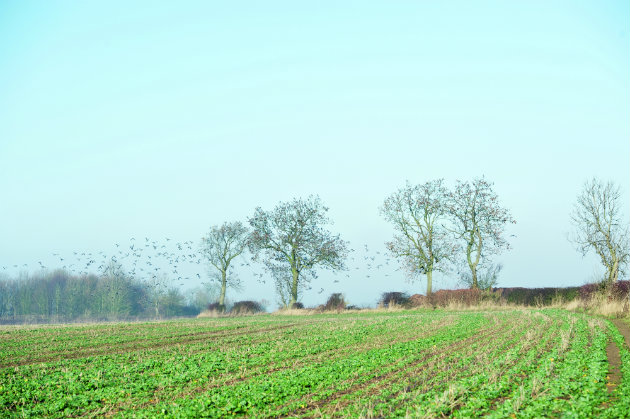 shooting pigeons in field